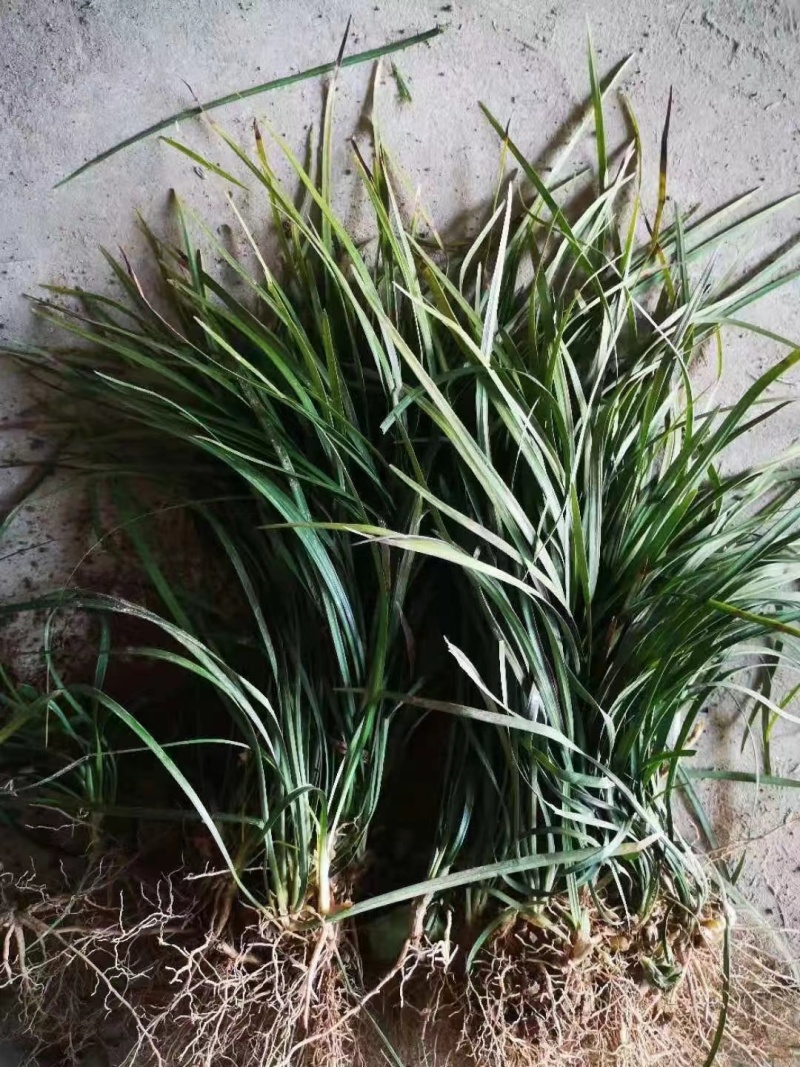 麦冬草，产地一手货源量大优惠，可视频看货，欢迎合作