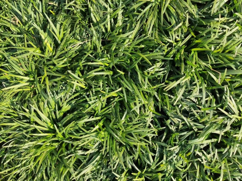 麦冬草，产地一手货源量大优惠，可视频看货，欢迎合作