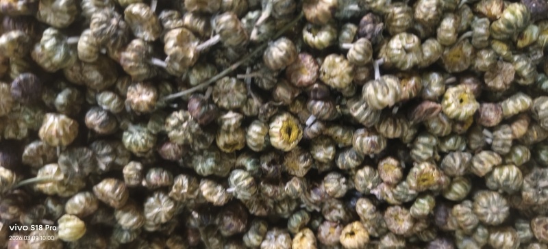 《胎菊》胎菊米胎菊花茶颜色好看清热明目干净无杂质