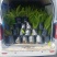 观叶植物狐尾天门冬5加仑，基地有量，欢迎来一亩田订购。