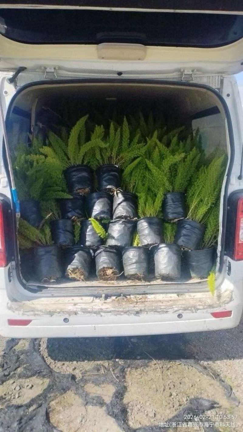 观叶植物狐尾天门冬5加仑，基地有量，欢迎来一亩田订购。