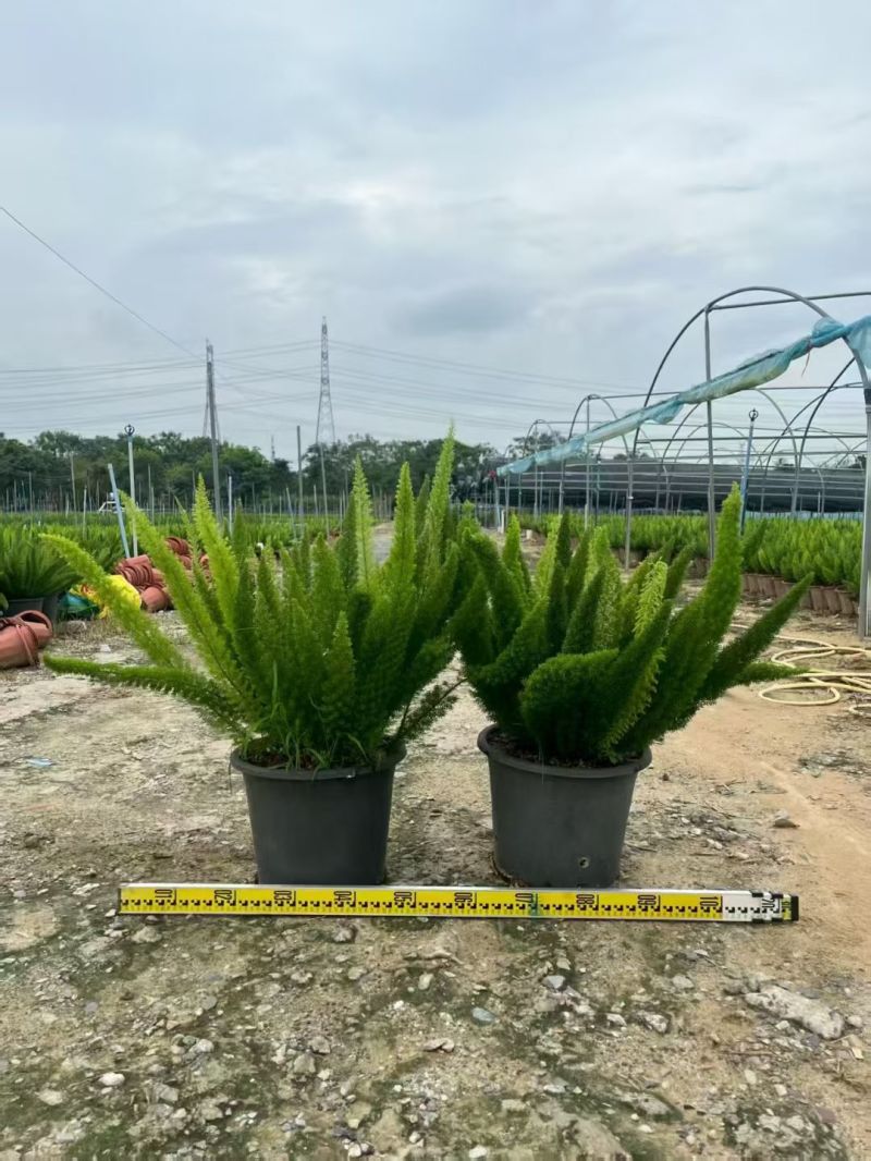 观叶植物狐尾天门冬5加仑，基地有量，欢迎来一亩田订购。