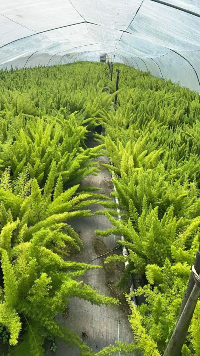 观叶植物狐尾天门冬5加仑，基地有量，欢迎来一亩田订购。