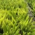 观叶植物狐尾天门冬5加仑，基地有量，欢迎来一亩田订购。