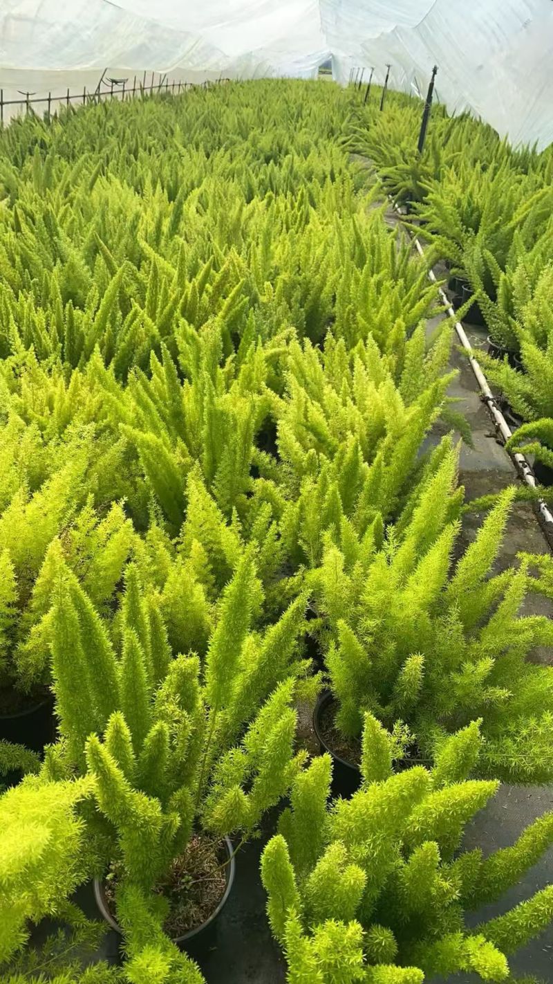 观叶植物狐尾天门冬5加仑，基地有量，欢迎来一亩田订购。