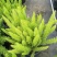观叶植物狐尾天门冬5加仑，基地有量，欢迎来一亩田订购。