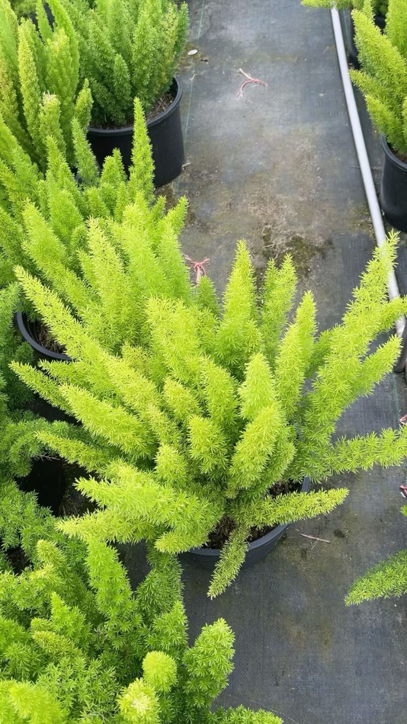 观叶植物狐尾天门冬5加仑，基地有量，欢迎来一亩田订购。