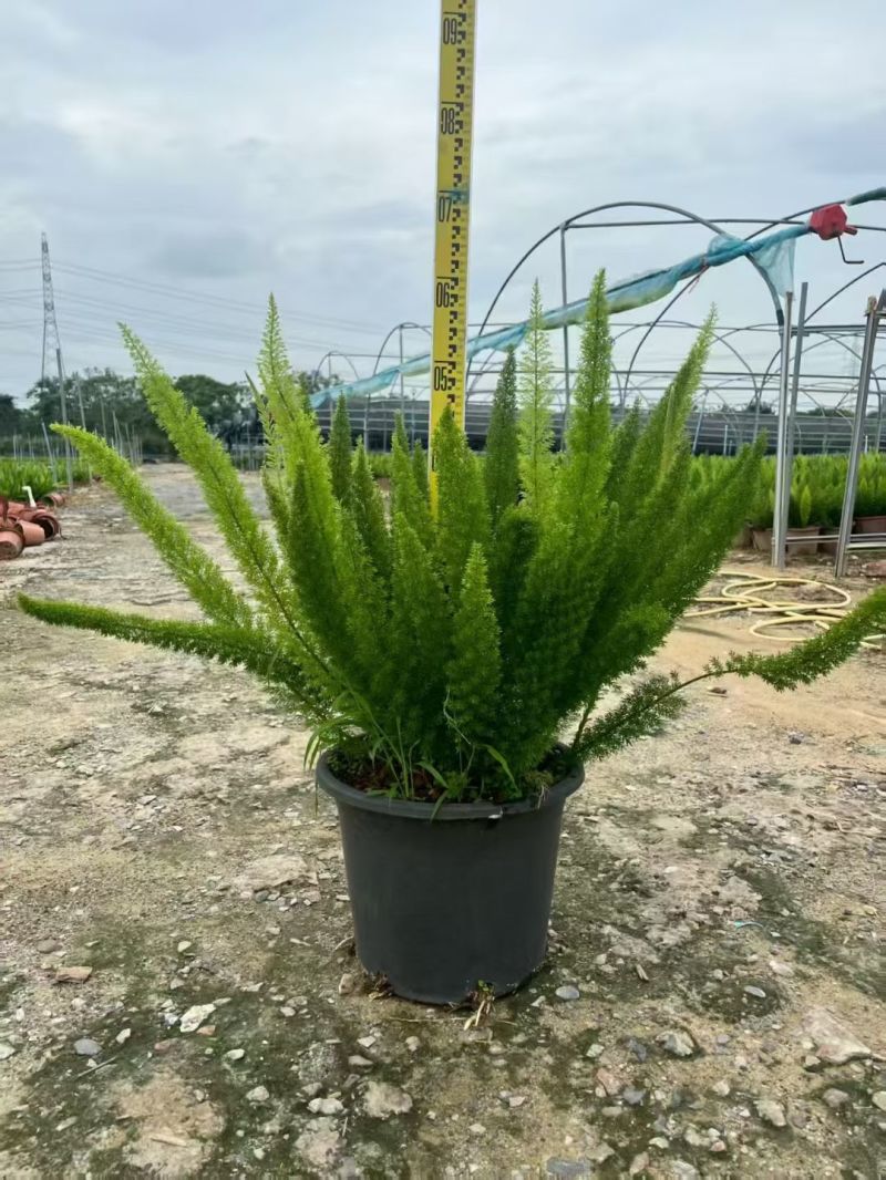 观叶植物狐尾天门冬5加仑，基地有量，欢迎来一亩田订购。