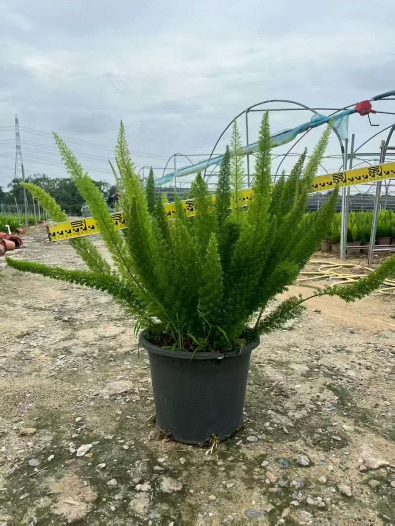 观叶植物狐尾天门冬5加仑，基地有量，欢迎来一亩田订购。
