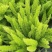 观叶植物狐尾天门冬5加仑，基地有量，欢迎来一亩田订购。