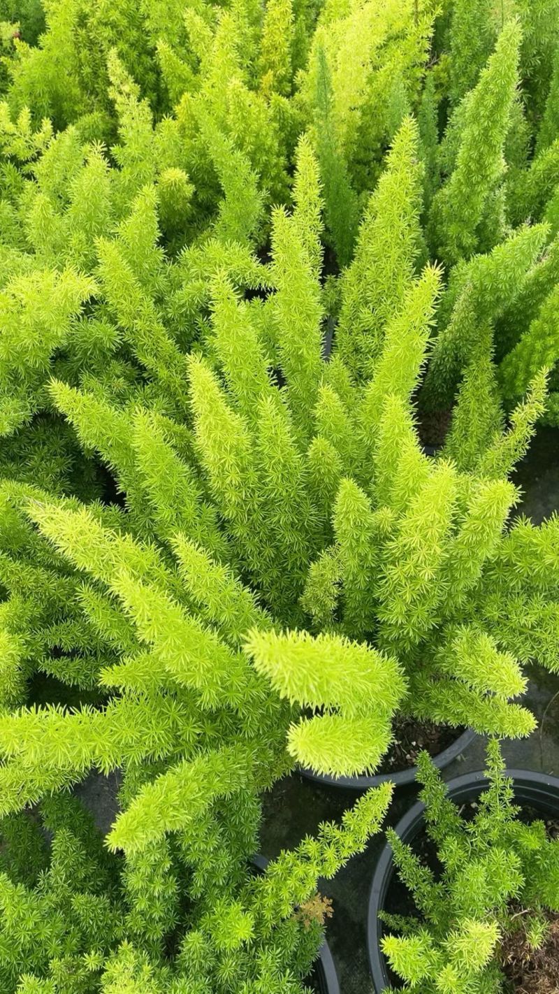 观叶植物狐尾天门冬5加仑，基地有量，欢迎来一亩田订购。