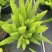 观叶植物狐尾天门冬5加仑，基地有量，欢迎来一亩田订购。