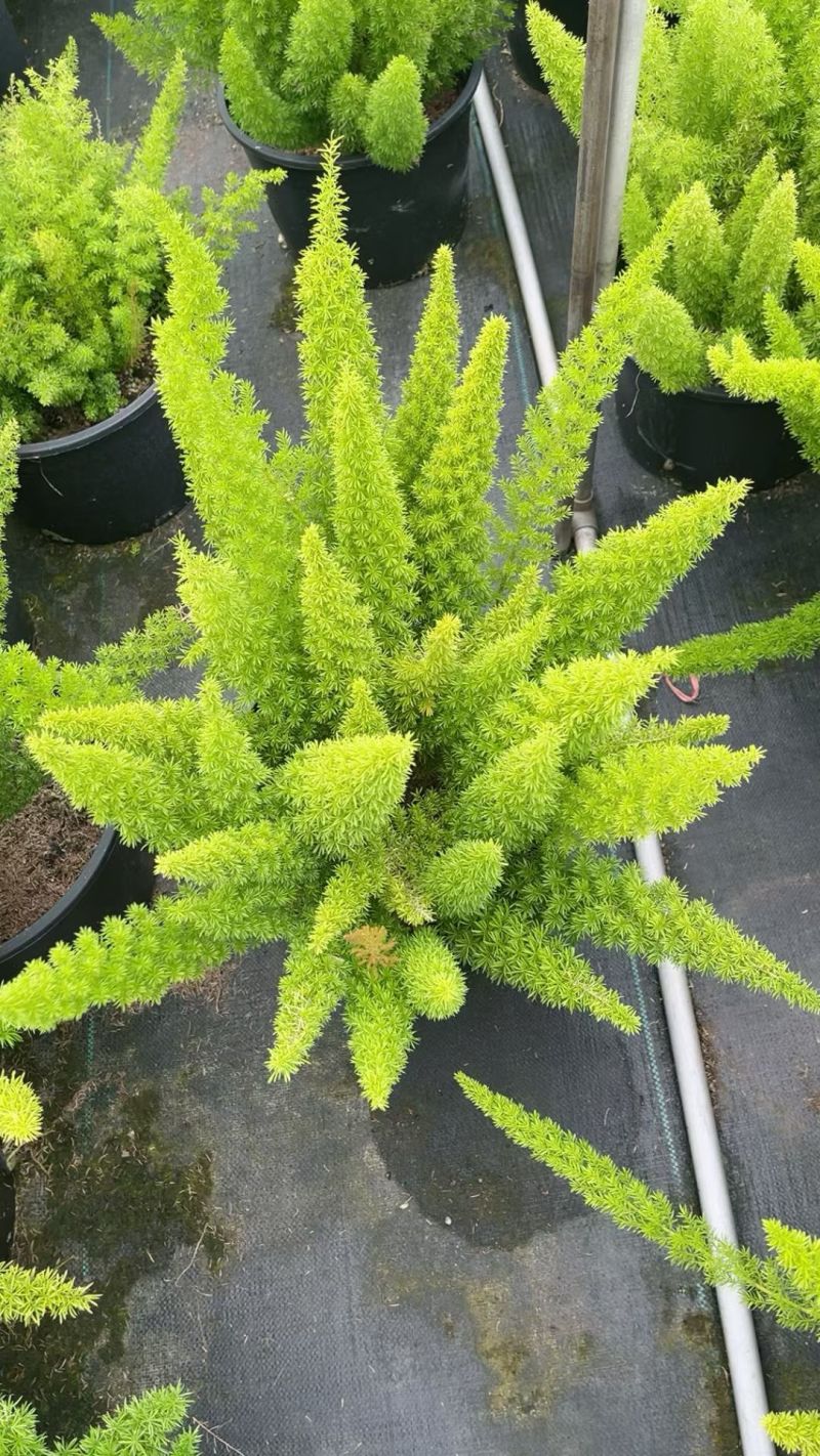 观叶植物狐尾天门冬5加仑，基地有量，欢迎来一亩田订购。