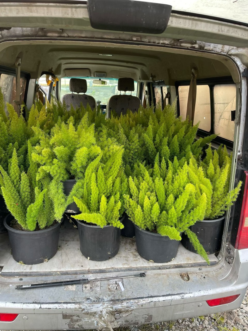 观叶植物狐尾天门冬5加仑，基地有量，欢迎来一亩田订购。