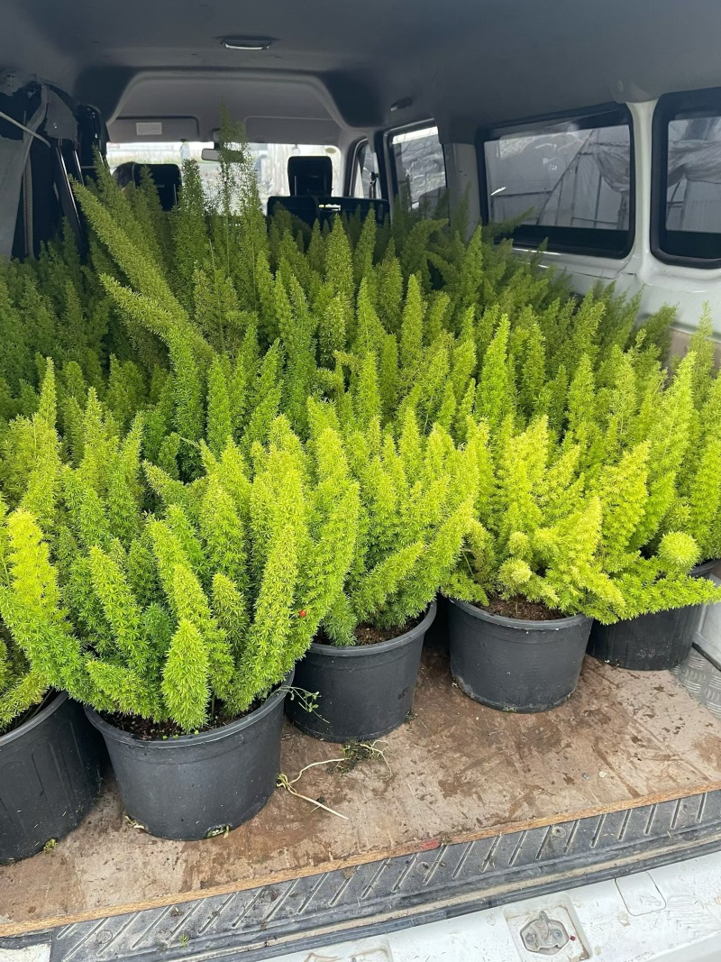 观叶植物狐尾天门冬5加仑，基地有量，欢迎来一亩田订购。