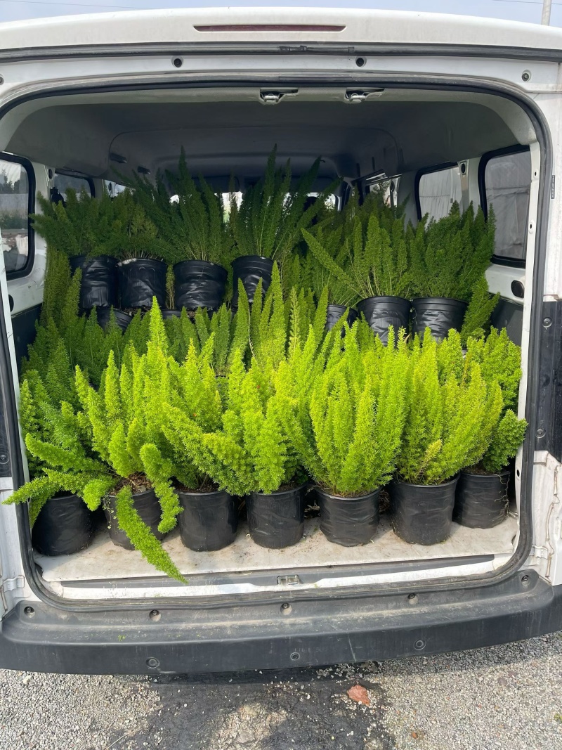 观叶植物狐尾天门冬5加仑，基地有量，欢迎来一亩田订购。