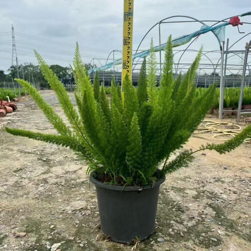 观叶植物狐尾天门冬5加仑，基地有量，欢迎来一亩田订购。