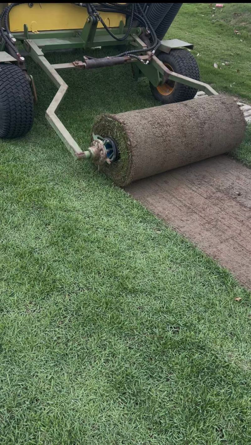 足球场专用大草卷，兰引三号草坪草，产地一手货源量大优惠