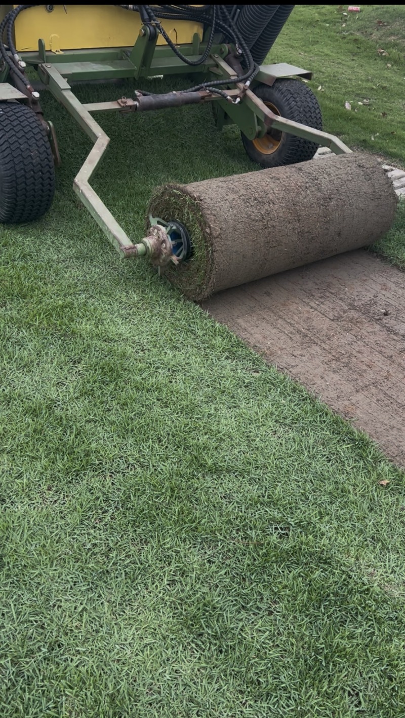足球场专用大草卷，兰引三号草坪草，产地一手货源量大优惠