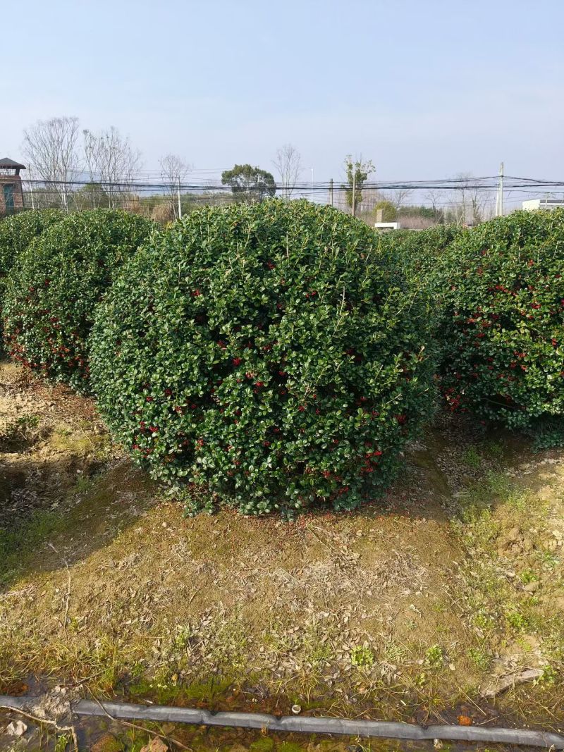 无刺枸骨球冠幅1.8m、2m，基地有量，欢迎来一亩田订购