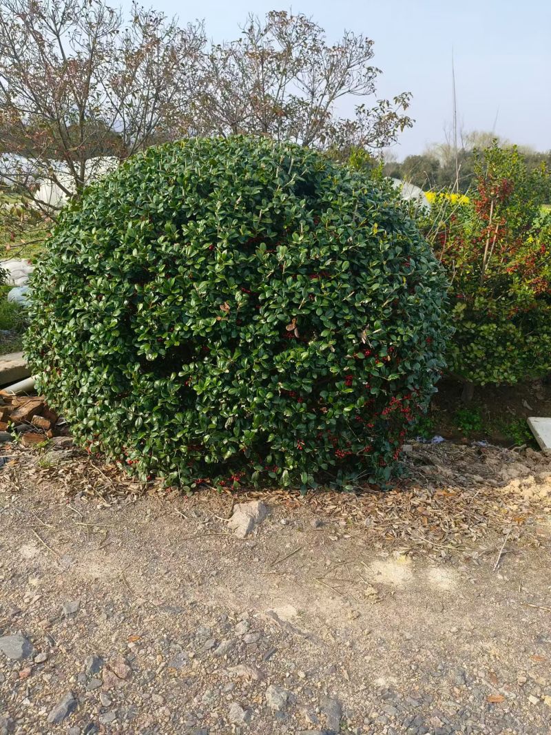 无刺枸骨球冠幅1.8m、2m，基地有量，欢迎来一亩田订购