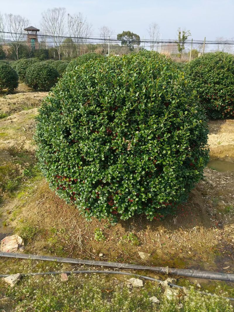 无刺枸骨球冠幅1.8m、2m，基地有量，欢迎来一亩田订购