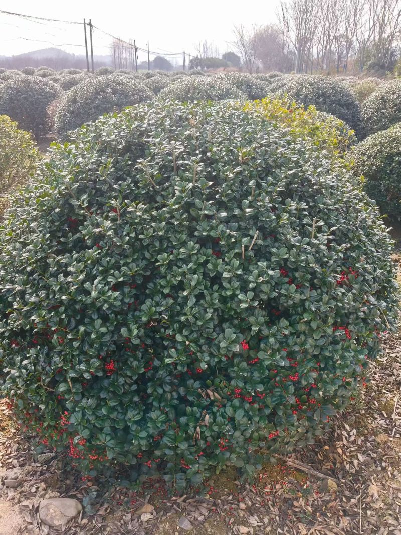 无刺枸骨球冠幅1.8m、2m，基地有量，欢迎来一亩田订购