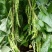 青棒豆豆角种子蔓生鲜荚绿色农家庭院均可种植蔬菜种子