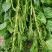 青棒豆豆角种子蔓生鲜荚绿色农家庭院均可种植蔬菜种子