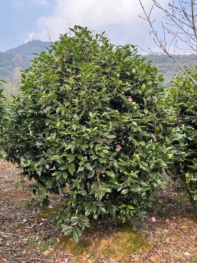 美人茶冠幅1.5m、1.8m、2m，基地有量，欢迎来订购
