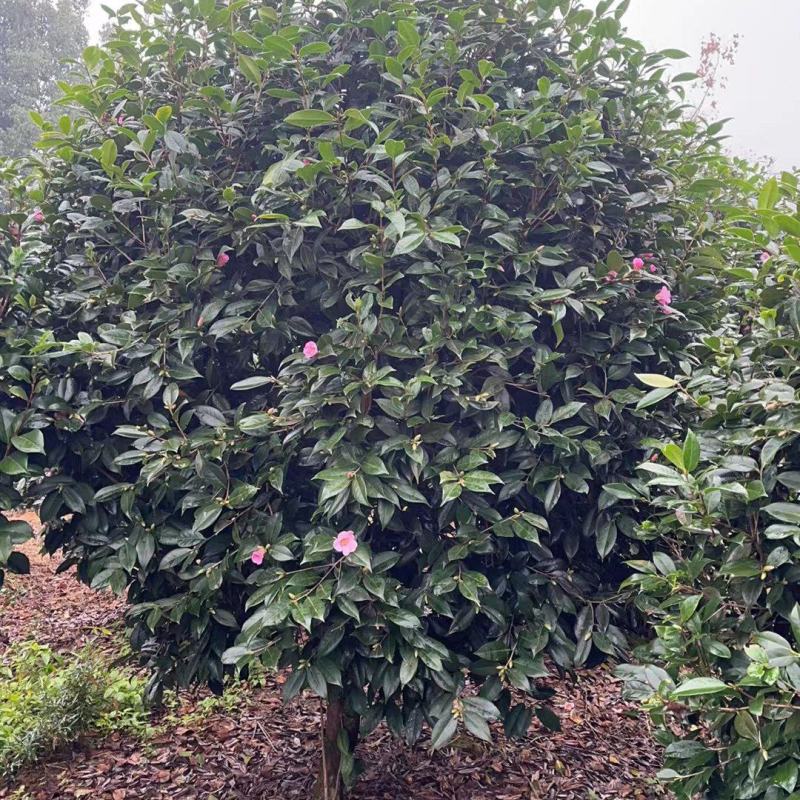美人茶冠幅1.5m、1.8m、2m，基地有量，欢迎来订购