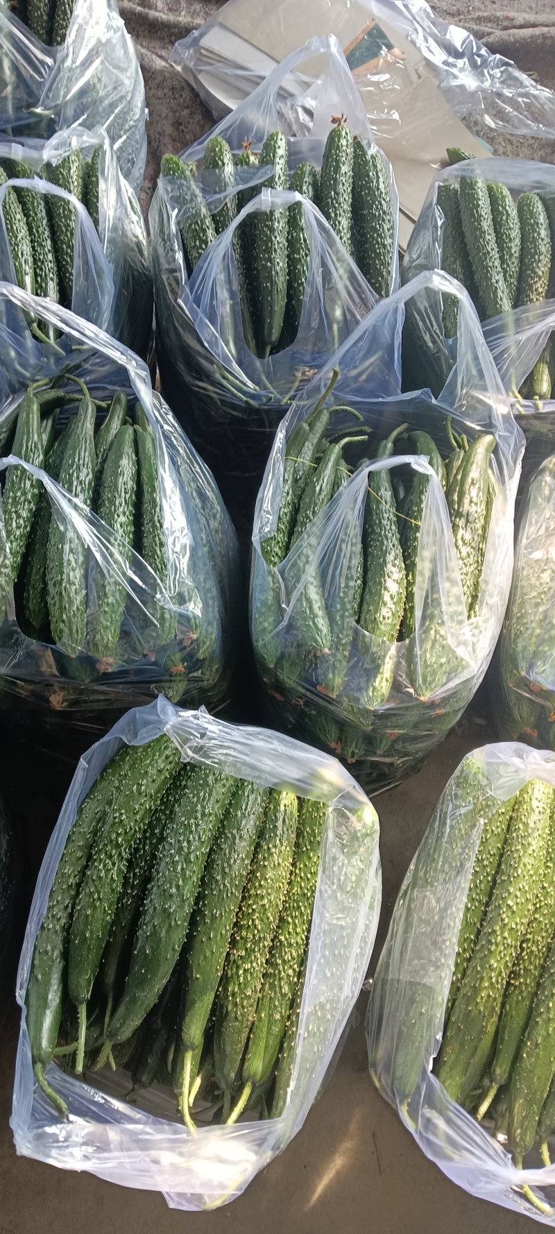 临沂蜜刺黄瓜大量上市，质量好，价格低，诚信经营，