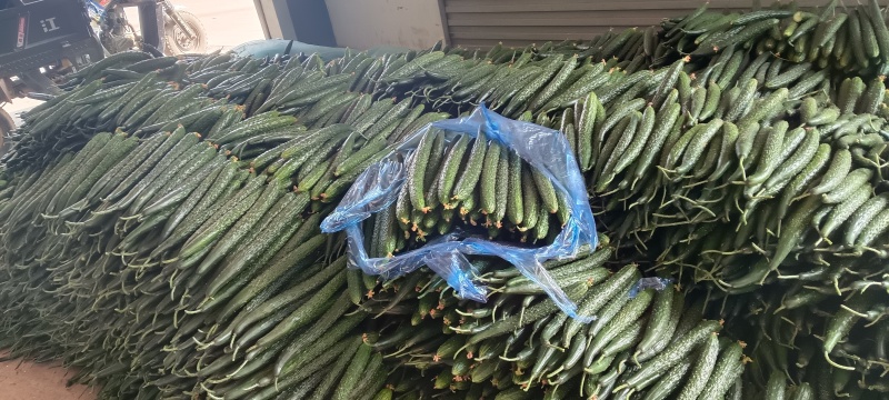 临沂蜜刺黄瓜大量上市，质量好，价格低，诚信经营，