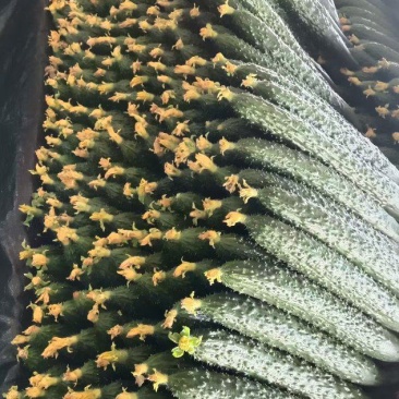 临沂蜜刺黄瓜大量上市，质量好，价格低，诚信经营，