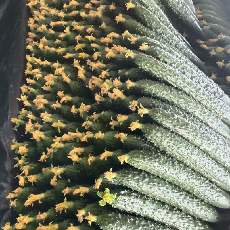 临沂蜜刺黄瓜大量上市，质量好，价格低，诚信经营，