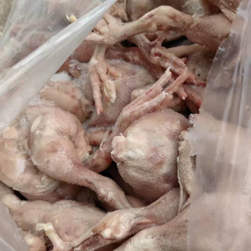 二级肉鸡5-9只装260件左右
