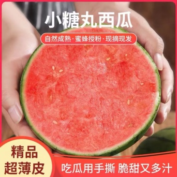 山东莘县小糖丸西瓜，量大价优，产地直发，支持视频看货