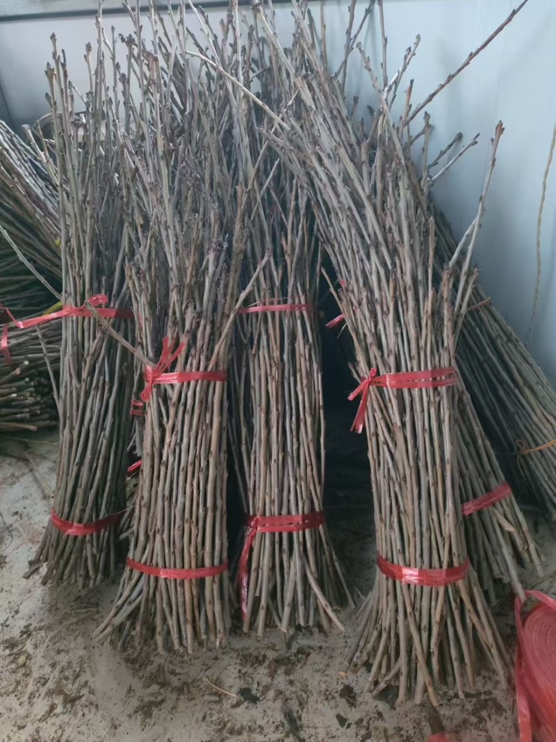 樱桃嫁接苗品质保证诚信经营欢迎联系，全国发货。