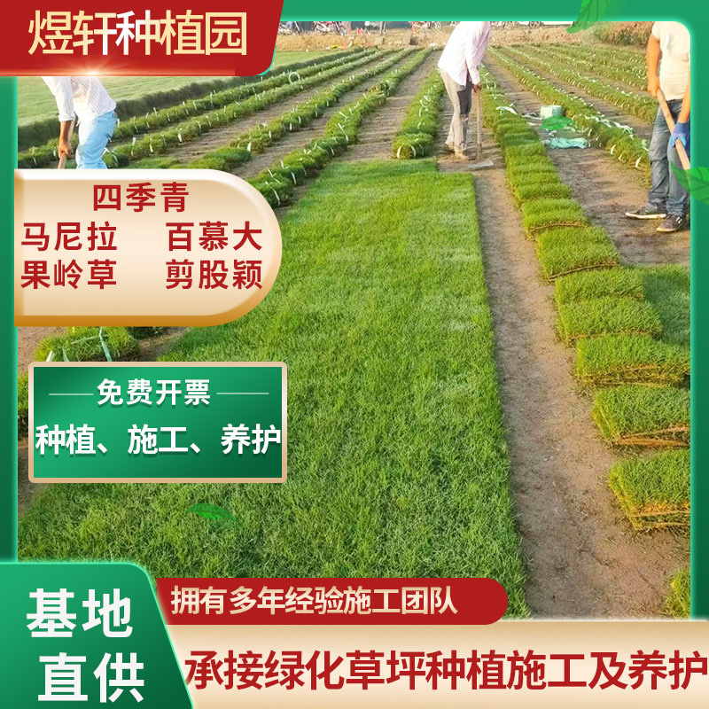 中华结缕草坪，兰引3号草坪百慕大草坪，一手货源量大优惠，