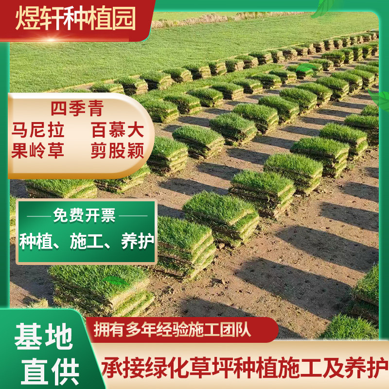 马尼拉草坪，百慕大草皮量大优惠，台湾二号，量大优惠。