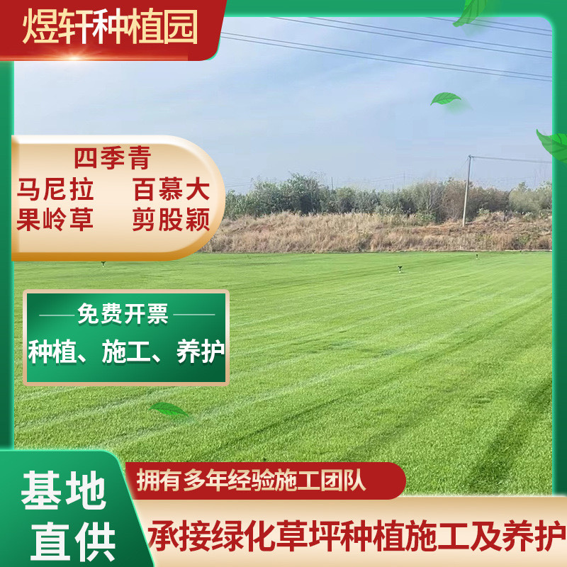百慕大草坪，矮生混播草皮，果岭草，草坪草，量大可谈，