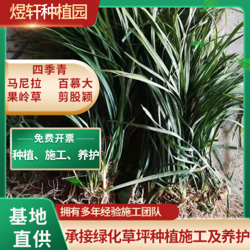 麦冬草，产地一手货源量大优惠，可视频看货，欢迎合作