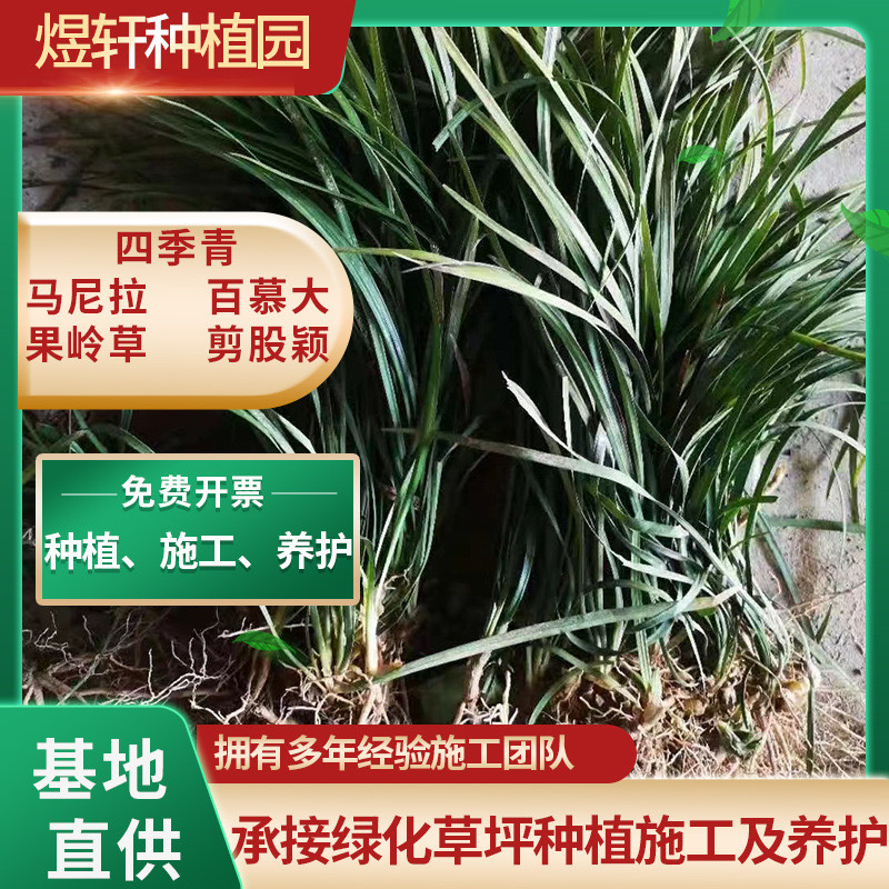 麦冬草，产地一手货源量大优惠，可视频看货，欢迎合作