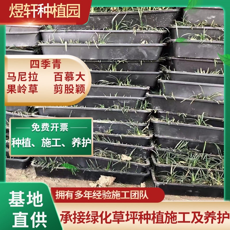 麦冬草，产地一手货源量大优惠，可视频看货，欢迎合作