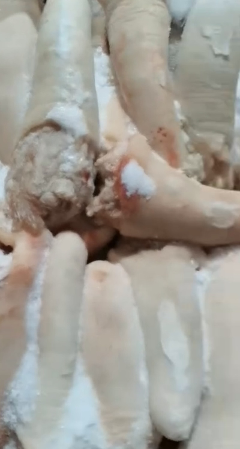 母猪中尾巴，优质猪副产品，质优价廉，大量有货