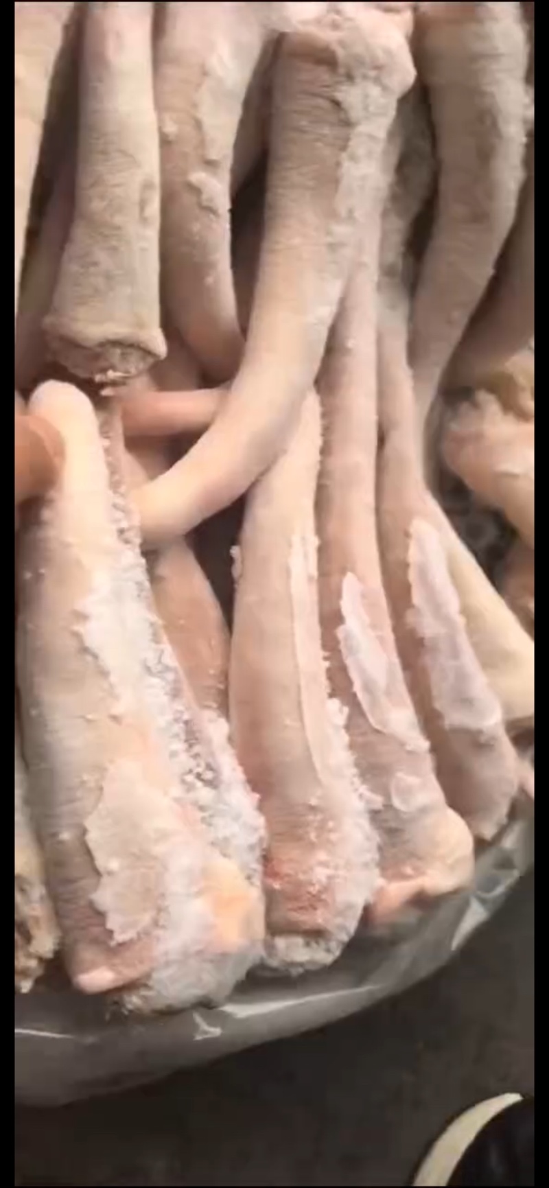 母猪中尾巴，优质猪副产品，质优价廉，大量有货
