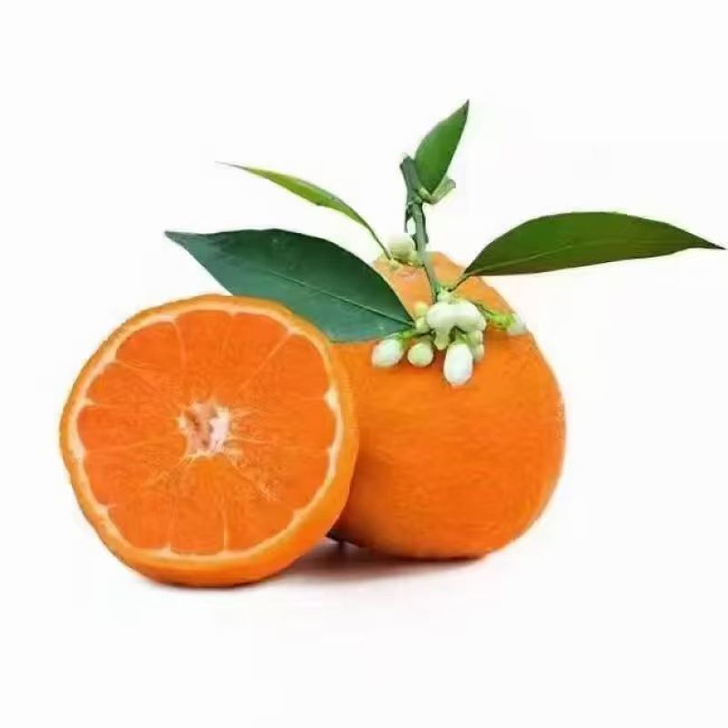 黄果柑，明日见