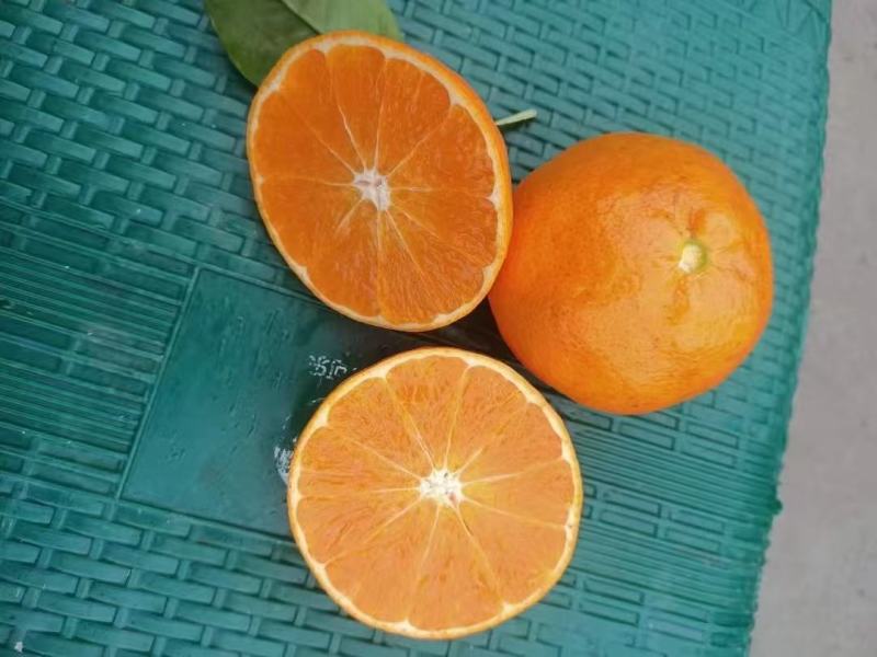 黄果柑，明日见