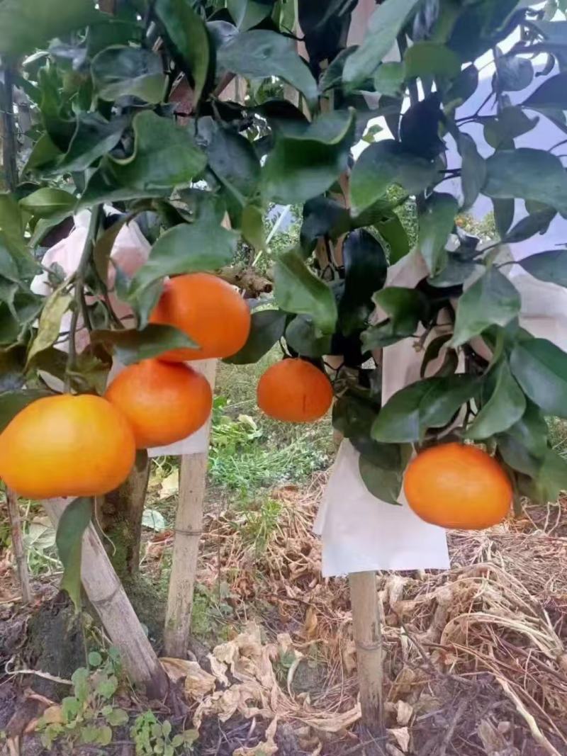 黄果柑，明日见