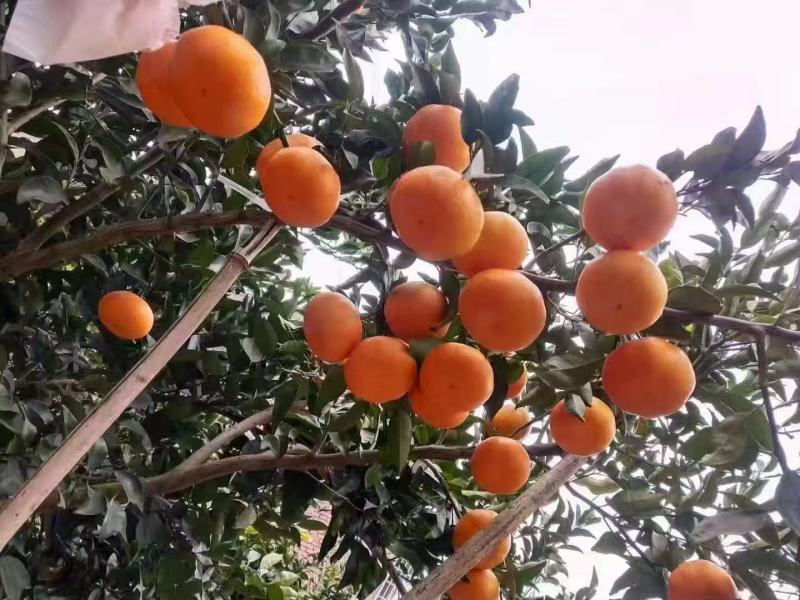 黄果柑，明日见